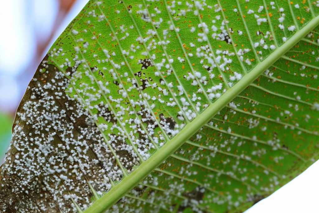Грушевый галловый клещ: признаки поражения растения и борьба с вредителем