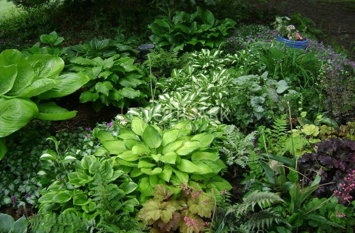 Многолетние теневыносливые растения для сада фото и названия