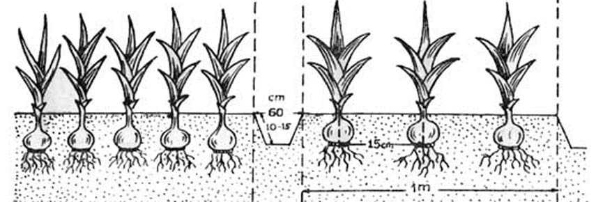 Как посадить топинамбур весной: где и по какой схеме выращивать земляную грушу в открытом грунте на даче, а также правильная глубина заделки ее клубней и семян, уход