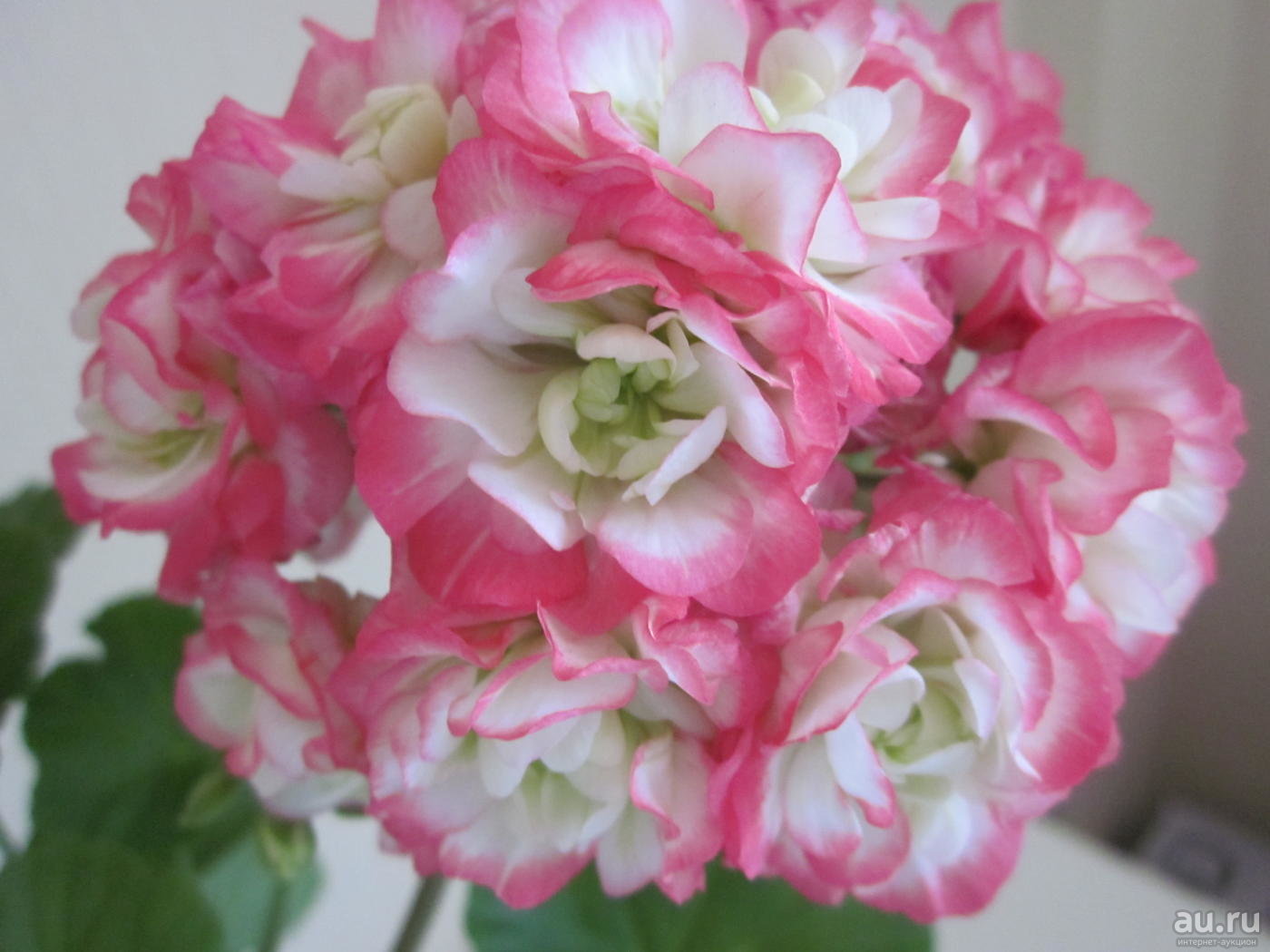 Apple blossom пеларгония фото и описание