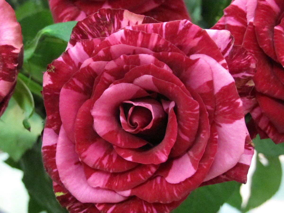 Описание чайно-гибридной розы сорта эль торо: отличительные черты, выращивание