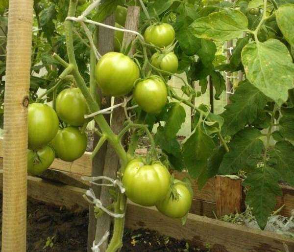 Сорт белый налив томатов. характеристика и описание помидоров белый налив