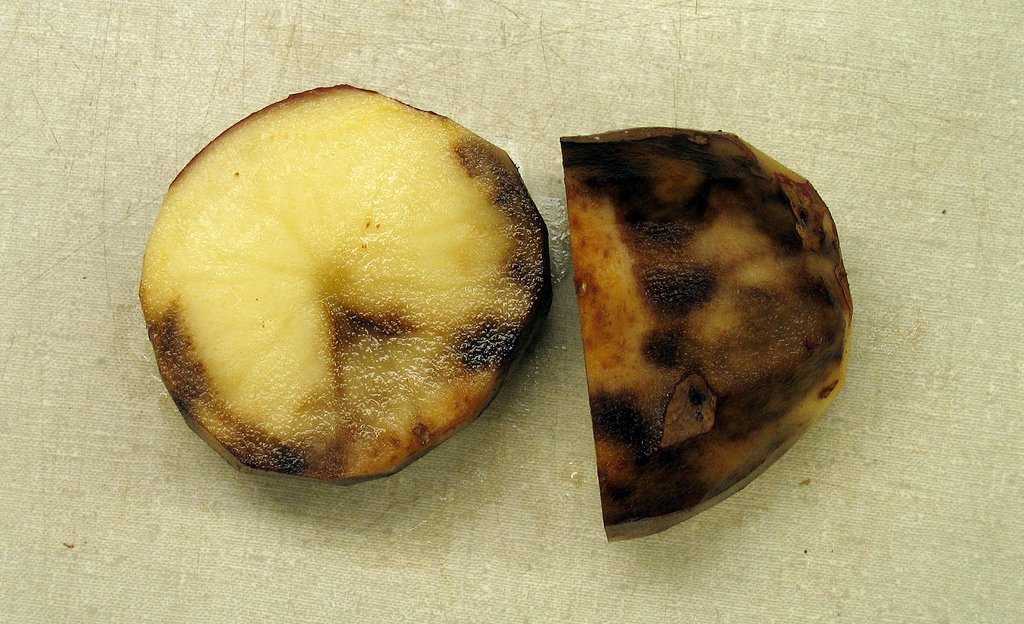Фитофтора, фитофтороз картофеля, как бороться с опасной болезнью