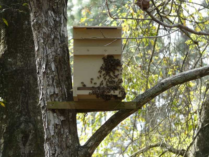 Как можно поймать рой пчел в ловушку новичку, ловля пчелиных роев на приманку