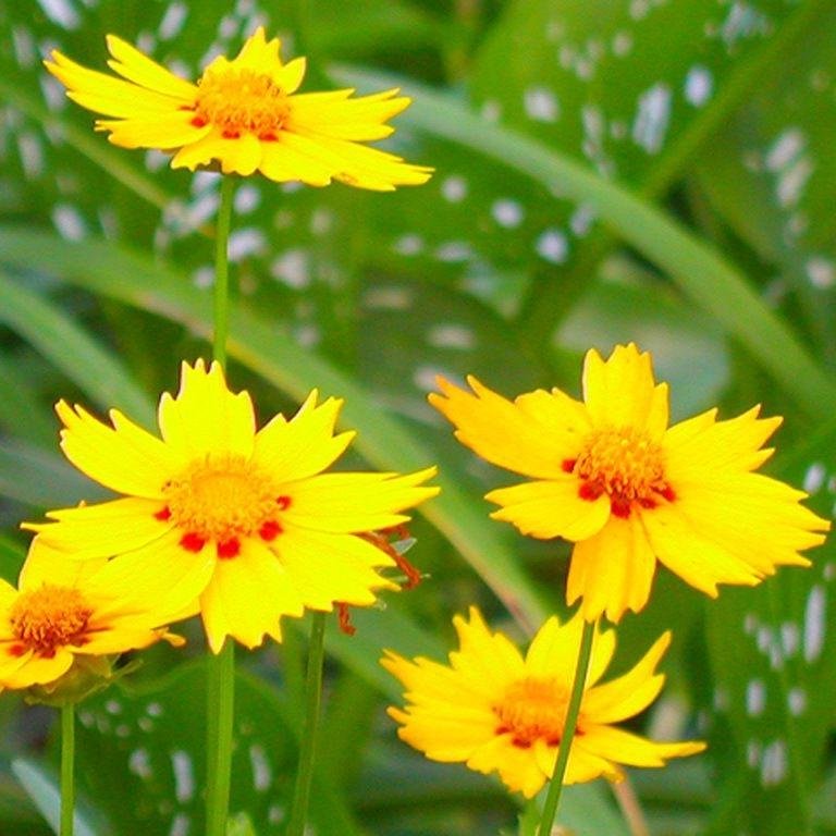 Низкорослые цветы — основные виды и особенности ухода за такими растениями (150 фото)
