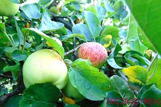 Некоторые осенние сорта яблони