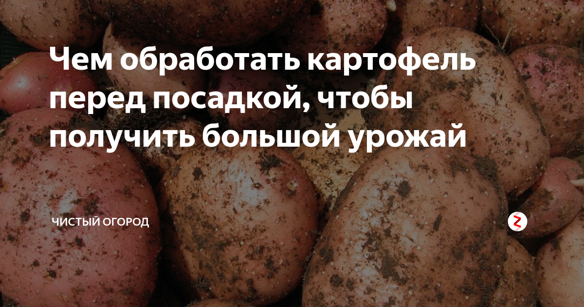 Можно ли обработать клубни. Обработка картофеля. Обработка клубней картофеля. Картофель семенной обработанный.