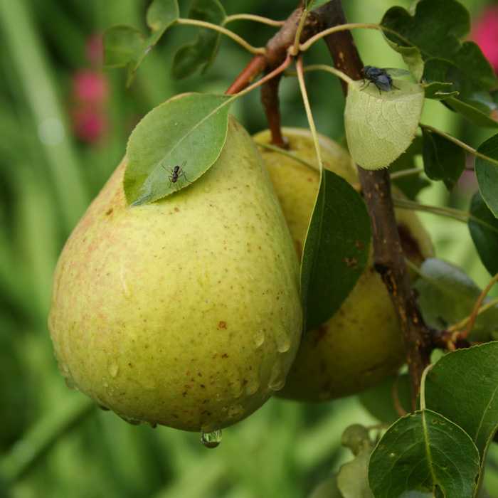 Самая первая груша, которая одарит вас плодами — скороспелка из мичуринска