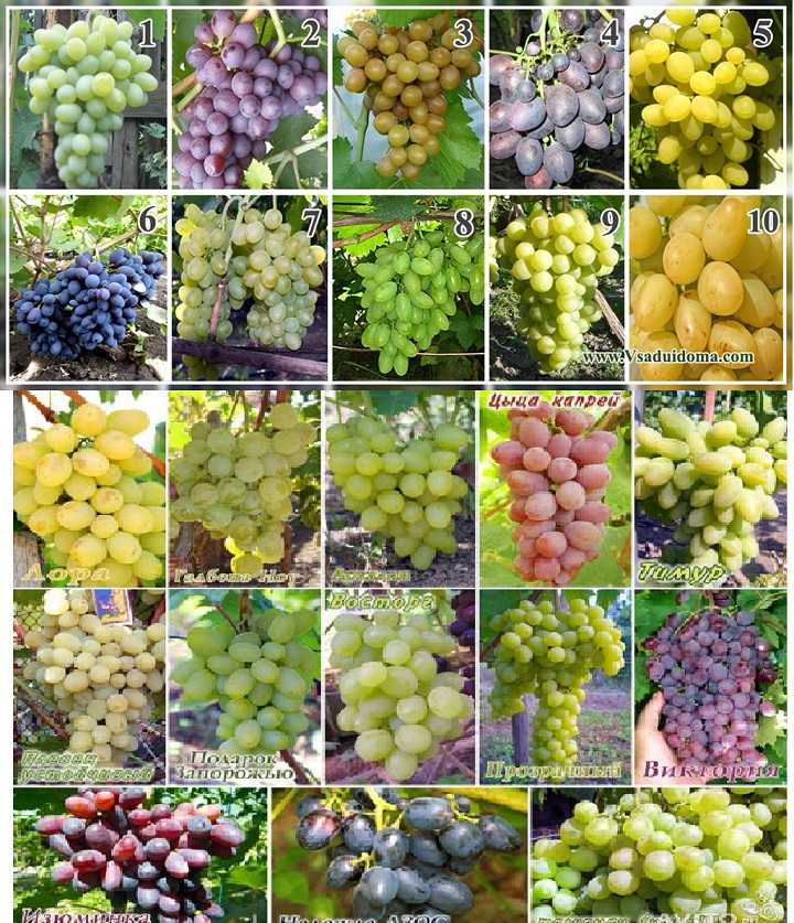 Крупноплодные сорта винограда для средней полосы россии: отзывы