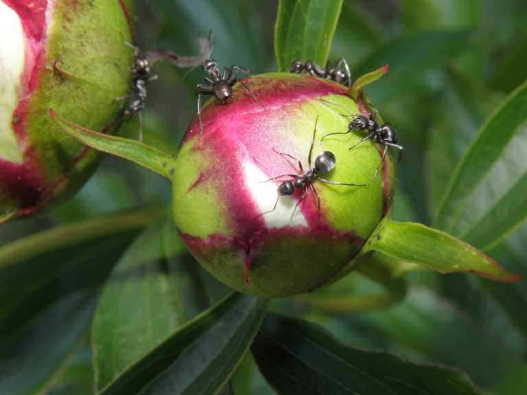 Как избавиться от муравьев на пионах народными средствами