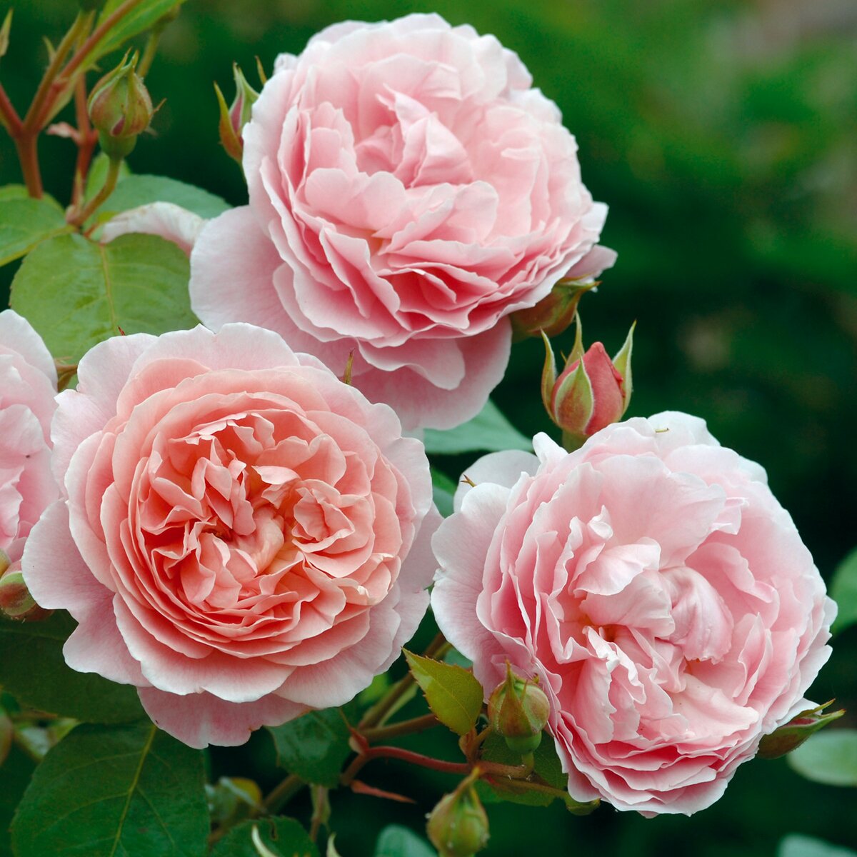 О самых популярных и красивых розах: описание и характеристики шикарных сортов