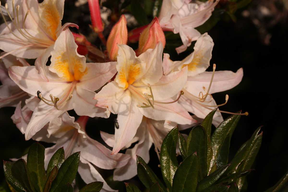 Рододендрон голден лайтс: описание данного вида азалии, фото golden lights, а также уход, посадка и размножение этого растения