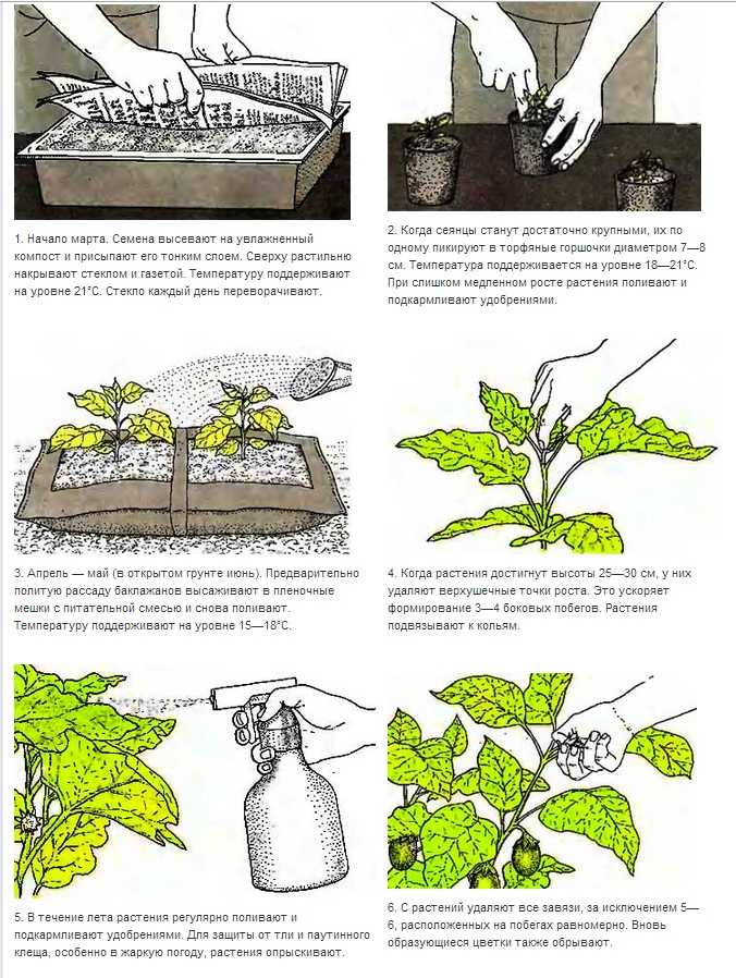 Рассада баклажан – 77 фото всего процесса выращивания овощей