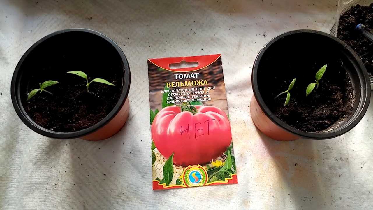 Когда сеять семена томатов в 2024 году. Помидоры Вельможа. Сорт помидор Вельможа. Всходы томата Вельможа. Томат Velmozha.