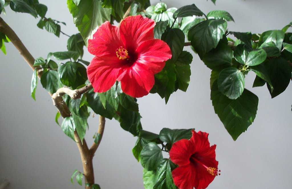 Цветок смерти китайская роза: почему нельзя держать дома, можно ли успешно выращивать комнатную культуру в квартире или нет, откуда у гибискуса такое имя?