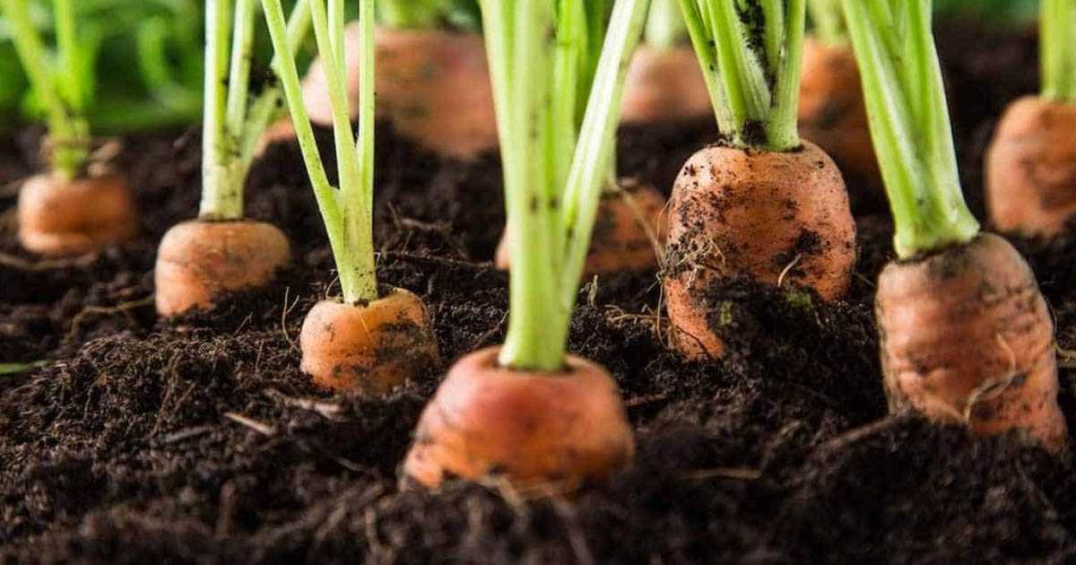 Секреты успешного посева: как посадить морковь, чтобы быстро взошла?