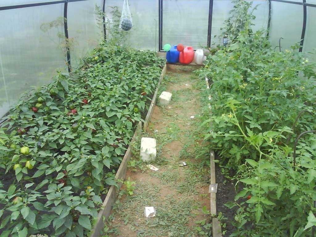 Выращивание баклажанов в теплице: с чем можно сажать? полезное соседство овощей на грядках: схемы и таблицы совместимости
