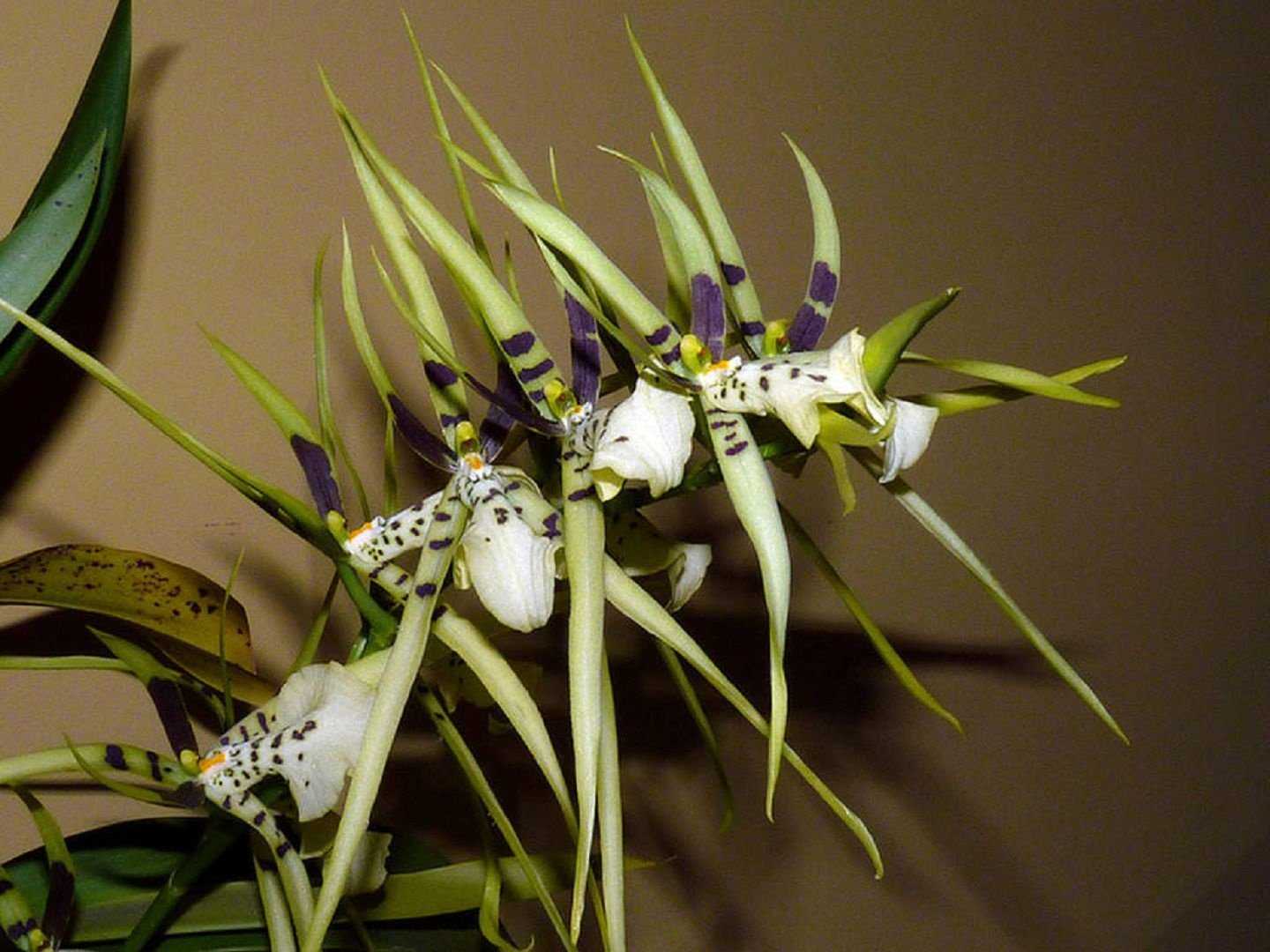 Орхидея паук брассия