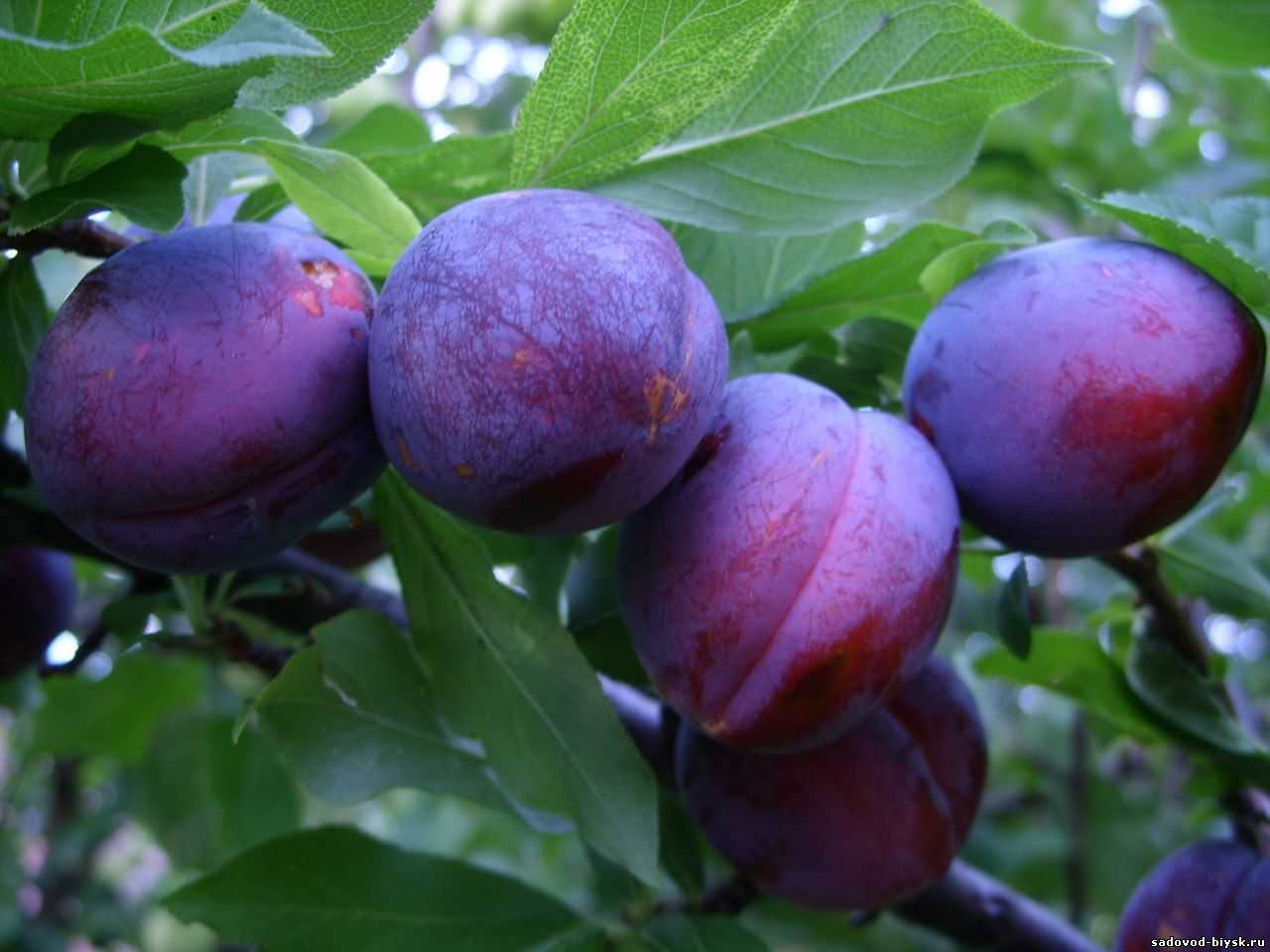 О яблоне зимняя красавица, описание сорта, характеристики, как выращивать
