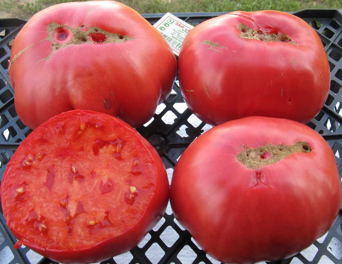 Сорт помидора «сибирский гигант»: фото, отзывы, описание, характеристика, урожайность