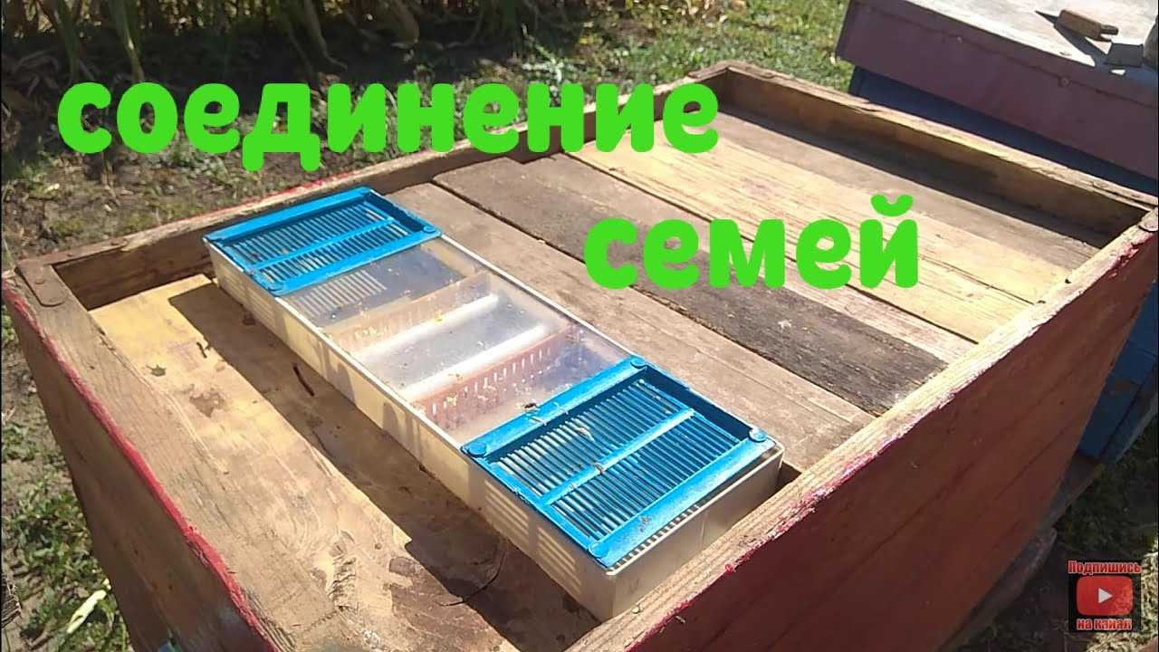 Осеннее объединение пчелиных семей