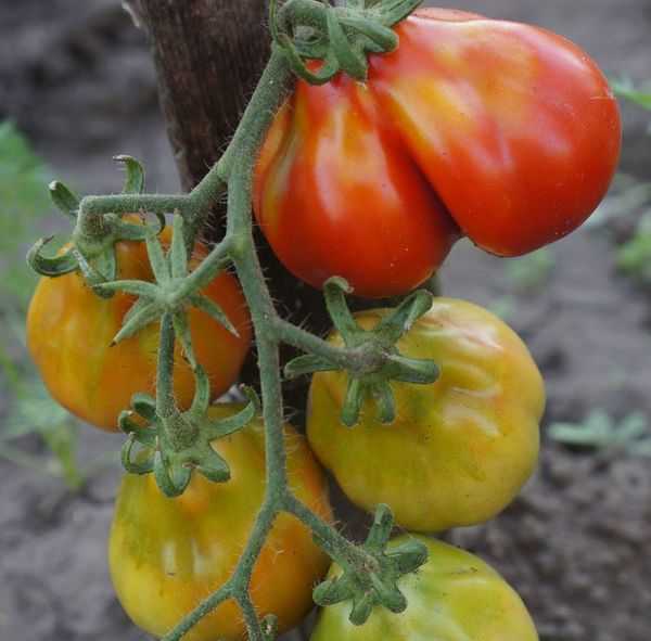Томат желтый трюфель: описание сорта помидора с фото