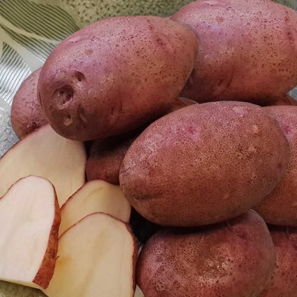 Отличительные характеристики сорта картофеля рамона и особенности его выращивания