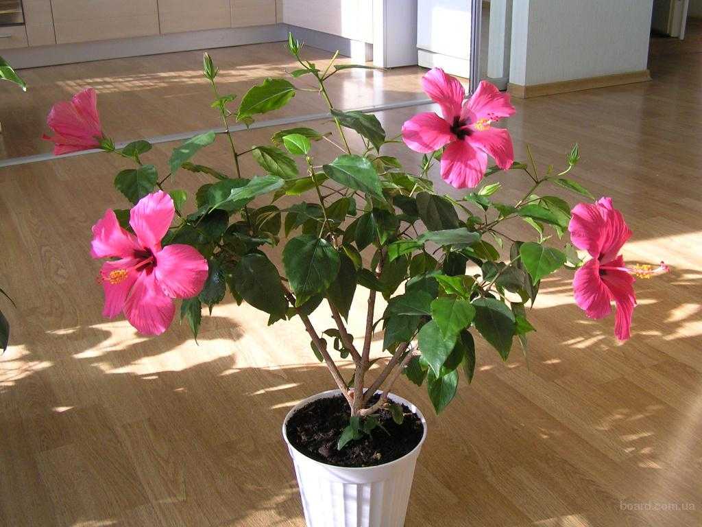 Почему гибискус называют цветком смерти? можно ли держать китайскую розу в доме? приметы и суеверия