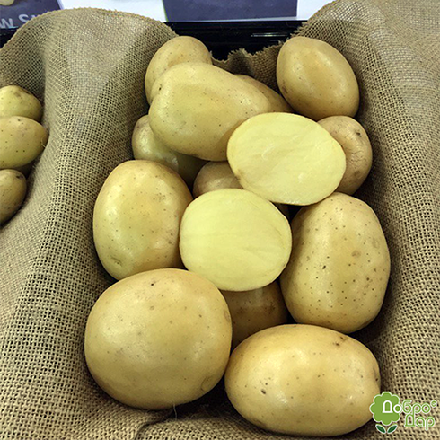 Среднеспелый неприхотливый сорт картофеля «аризона»: описание сорта, преимущества и недостатки