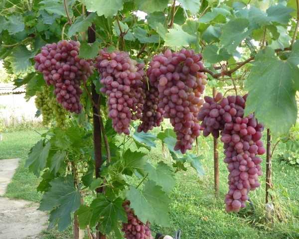 Сорт винограда сенатор (павловского)