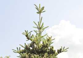 Сосна черная грин тауэр (pinus nigra green tower)