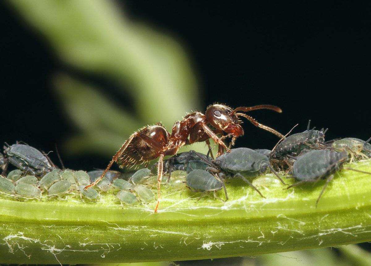 6 способов избавиться от муравьев на деревьях садового участка