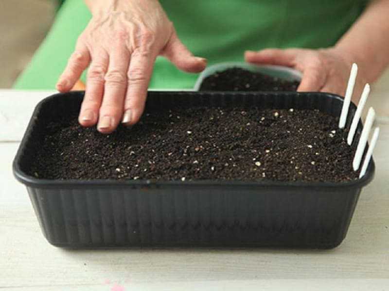 Как вырастить семена луковицы
