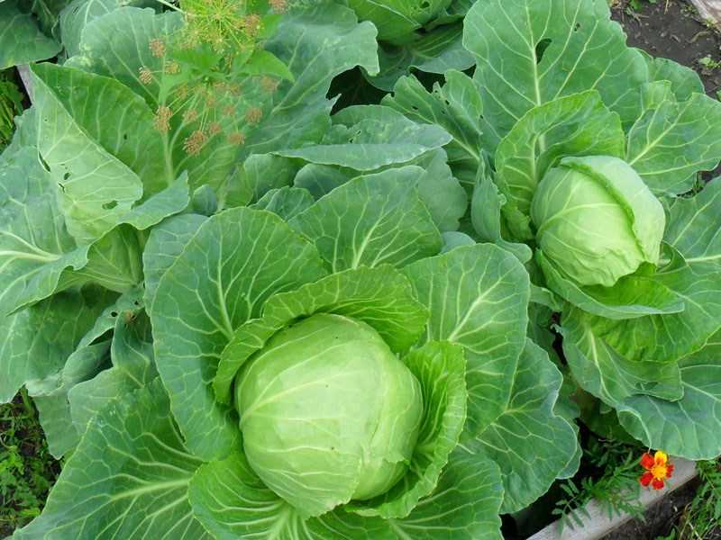 Чем подкормить капусту: какие удобрения вносить, что повысит урожай капусты