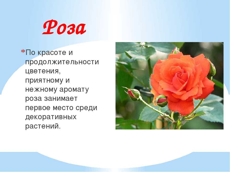Текст описание про цветок