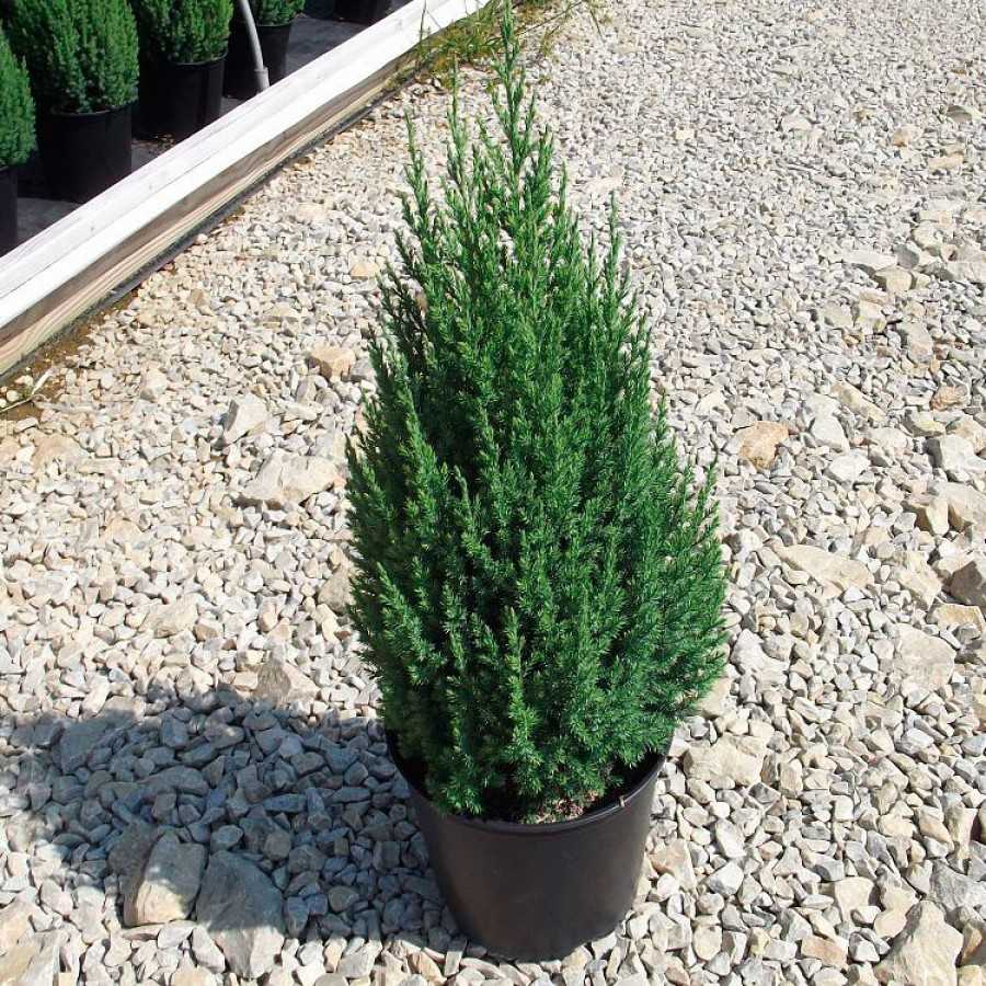 Можжевельник китайский (juniperus chinensis)
