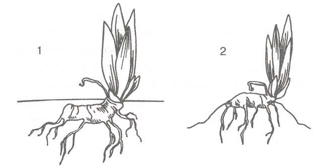 Размножение ирисов (20 фото): как размножаются ирисы? как рассадить цветы весной и осенью? как размножить семенами и делением куста?