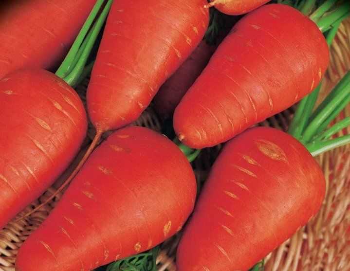 Сорт моркови шантане королевская