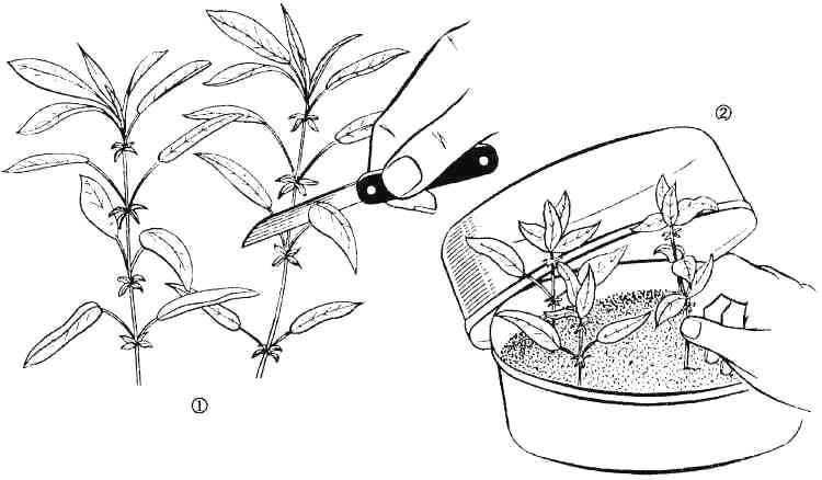 Размножение гибискуса: как размножить его черенками в домашних условиях? как укоренить китайскую розу?
