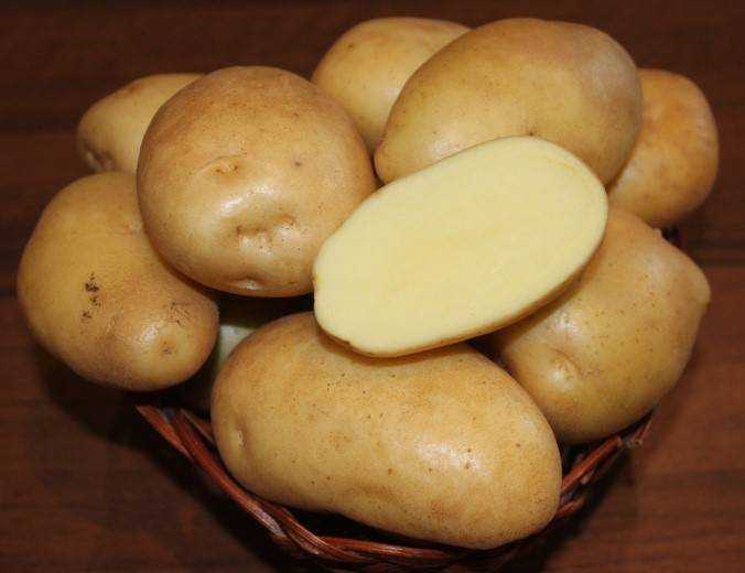 Сорт картофеля ред фэнтези: ботаническое описание, агротехника выращивания и ухода