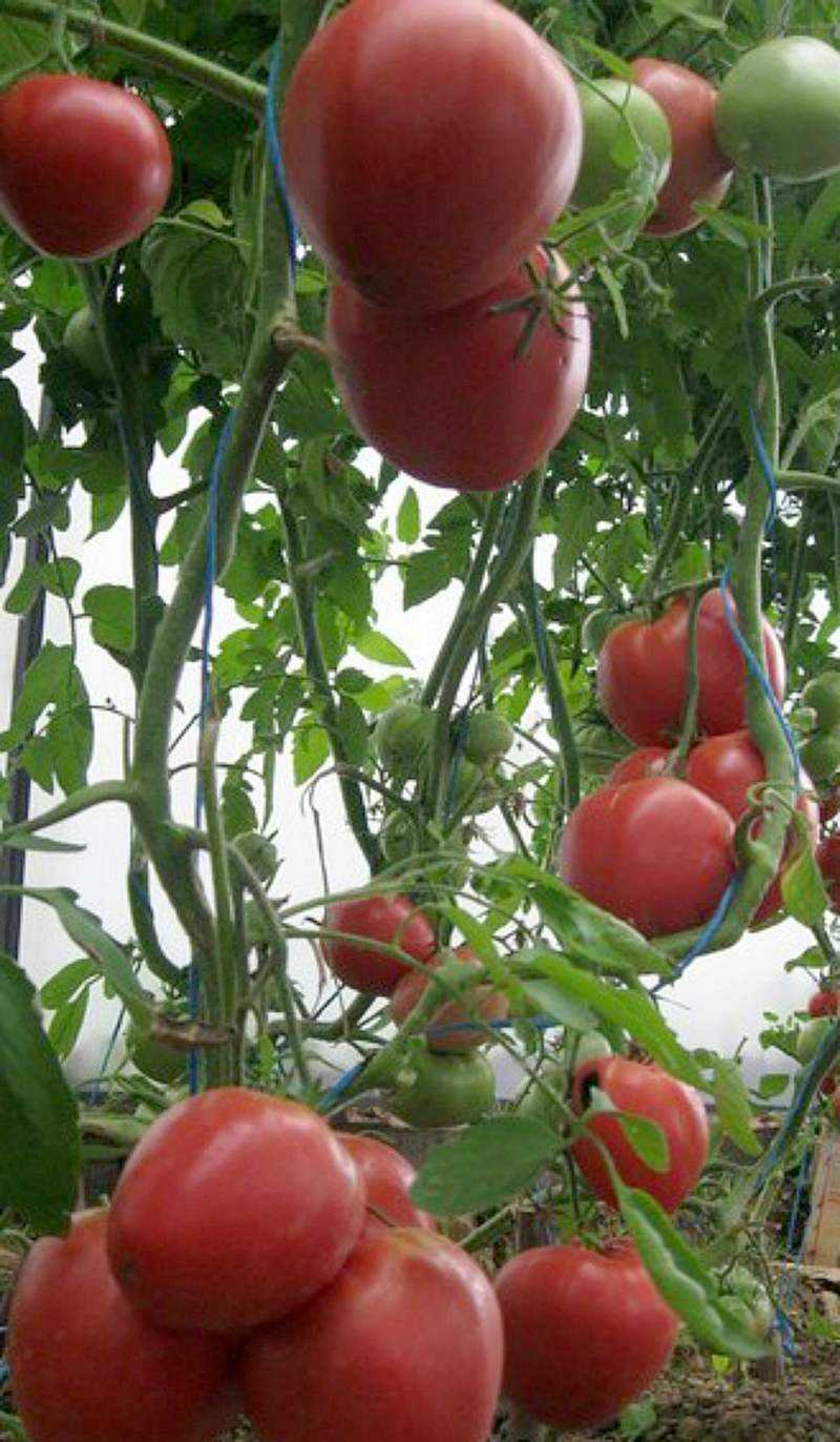 Описание сорта томата вельможа — как поднять урожайность