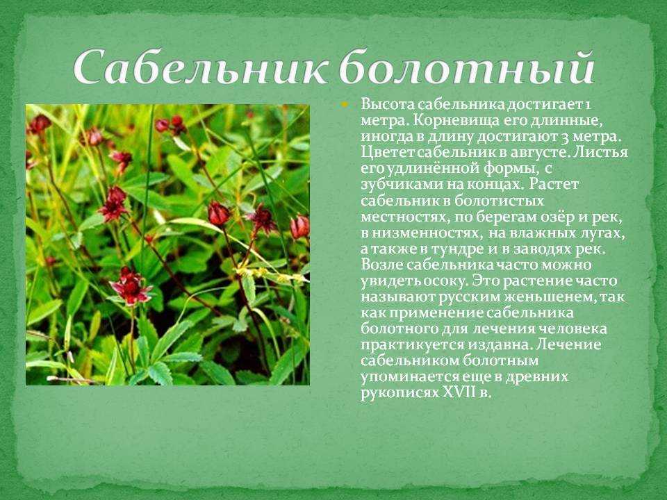 Сабельник где растет в россии фото растения