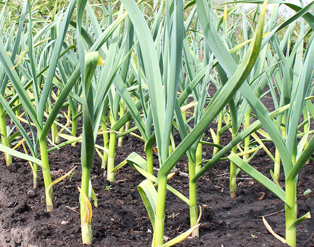 Чем подкормить лук и чеснок в теплице весной, чтобы избежать их пожелтения