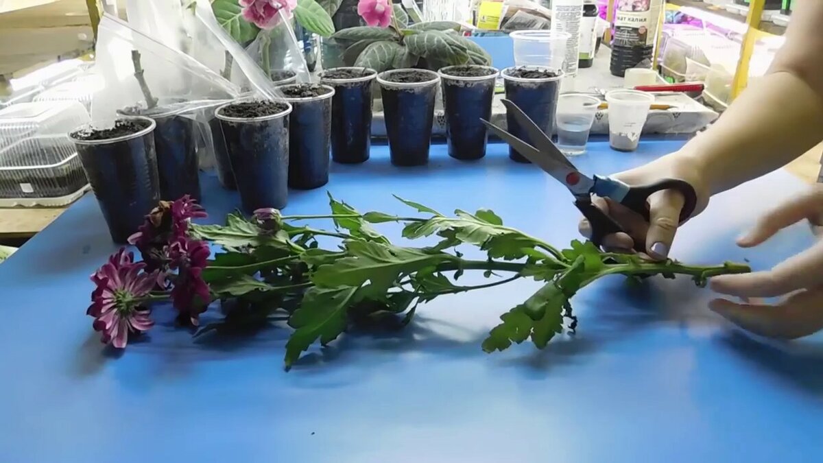Посадка и уход за хризантемами (48 фото): как выращивать хризантемы в открытом грунте в саду и в домашних условиях?