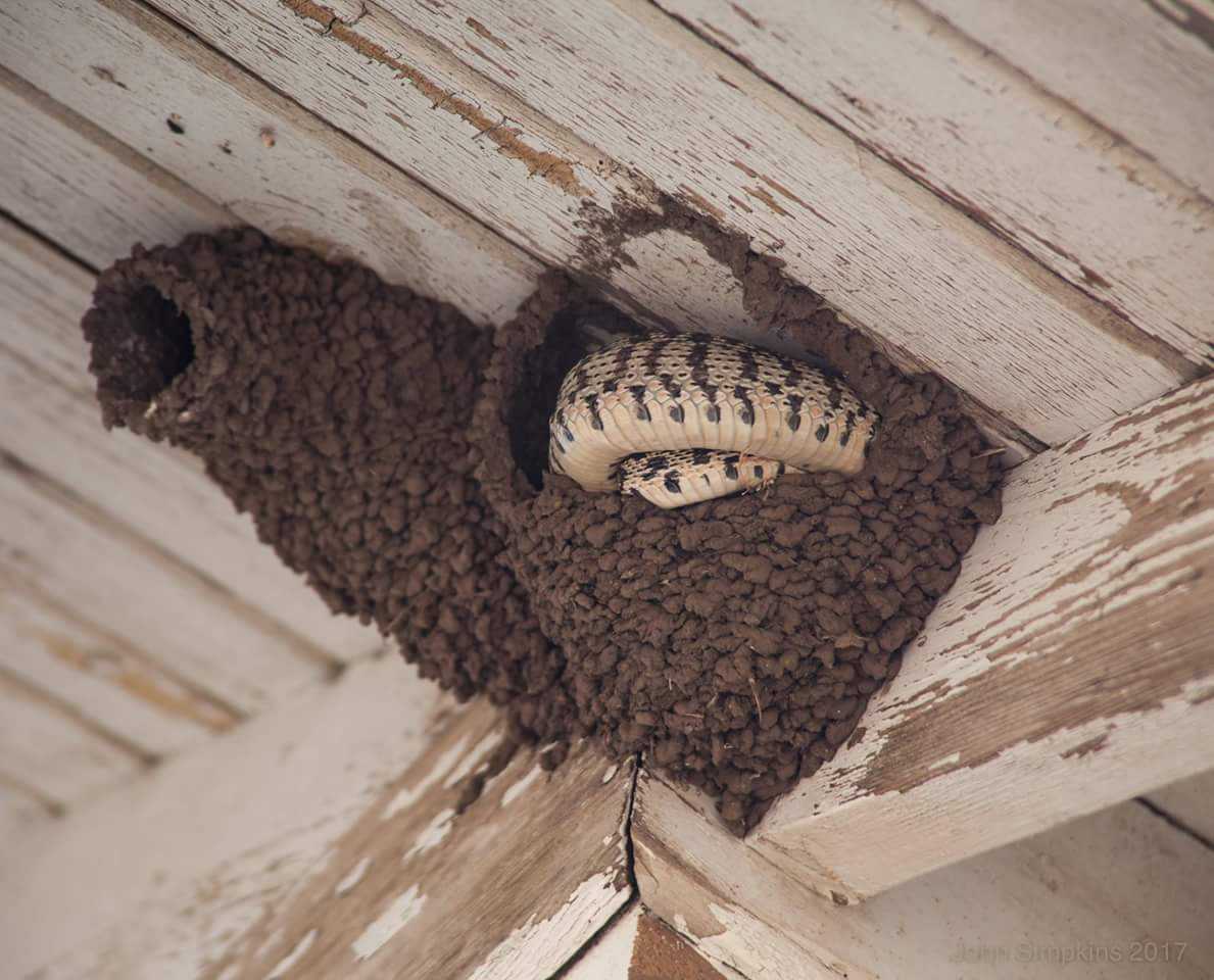 Соседские пчелы