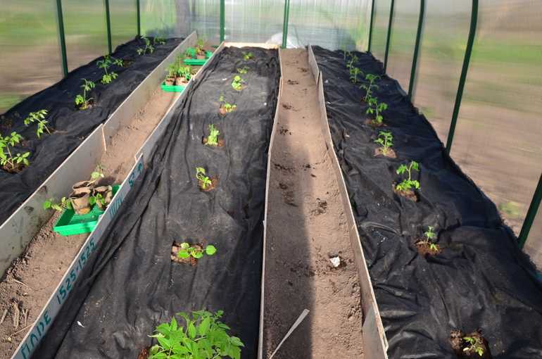 Выращивание огурцов в мешках: особенности, инструкции, агротехника и сбор урожая