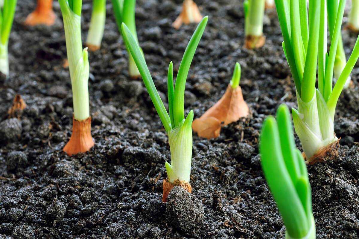 Как посадить лук севок