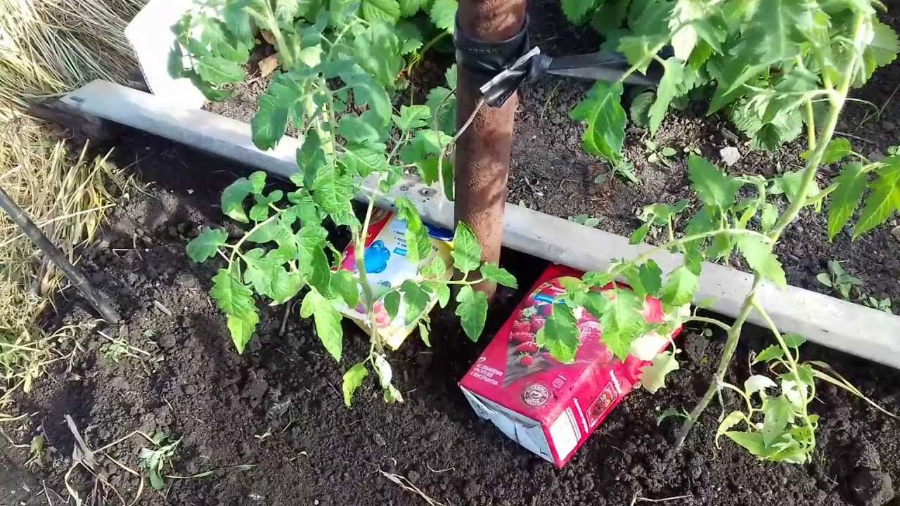 Как выращивать помидоры под укрывным материалом