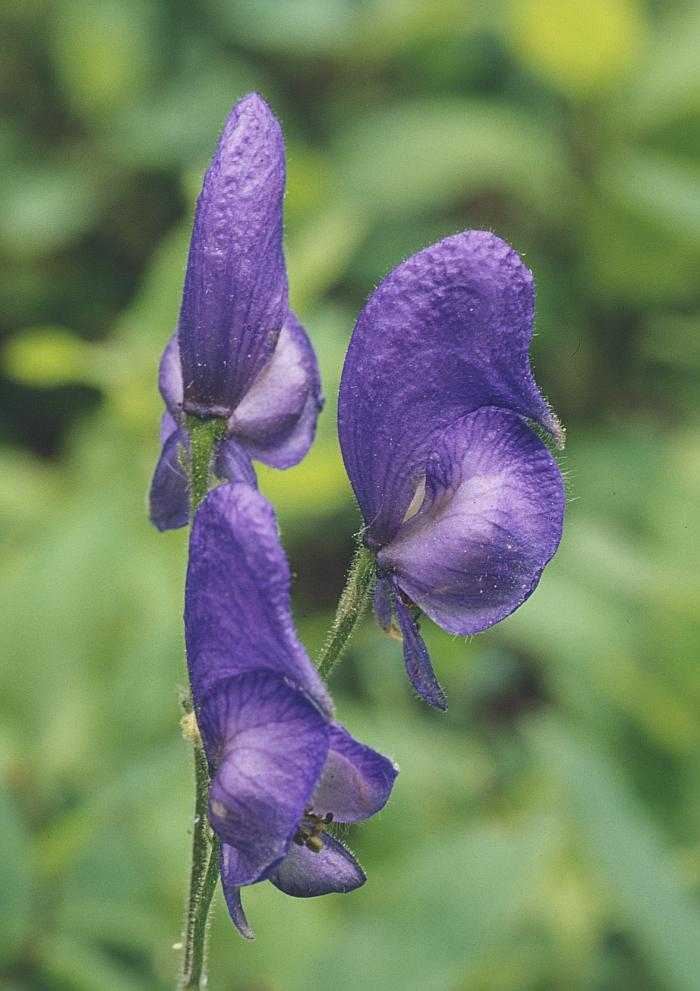 Цветок аконит — описание, как выглядит, где растет, применение