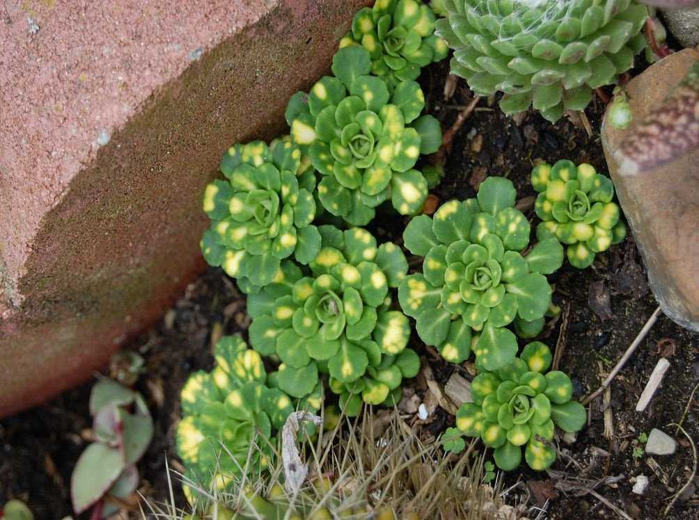 Очитки почвопокровные сорта и виды. Камнеломка (Saxifraga). Камнеломка маньчжурская. Камнеломка супротивнолистная. Камнеломка трехвильчатая.